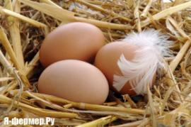 Яйца куриные, фотография. Инкубация от А до Я