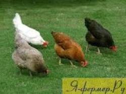 Породы кур