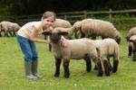 овцеводство, разведение овец