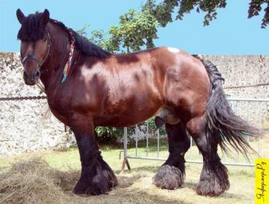  Арденнская тяжеловозная порода лошадей фото