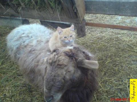  У котят любимое занятие на овцах кататься