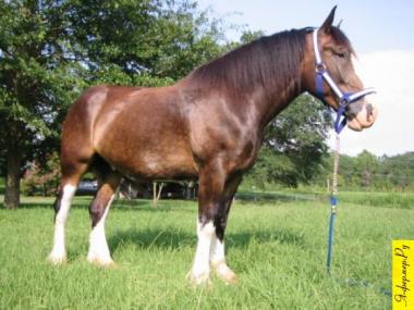 Клейдесдальская порода лошадей фото