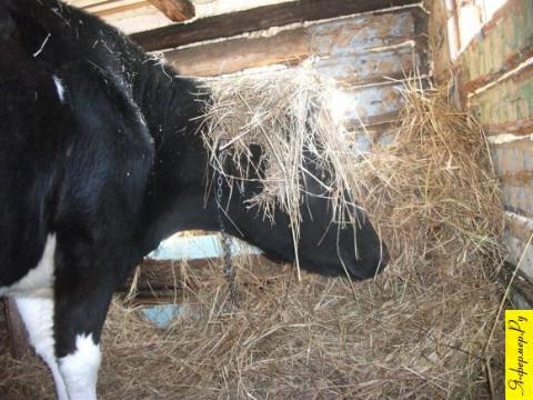 Юмор, корова одевает шляпу из сена и испытывает от этого удовольствие.