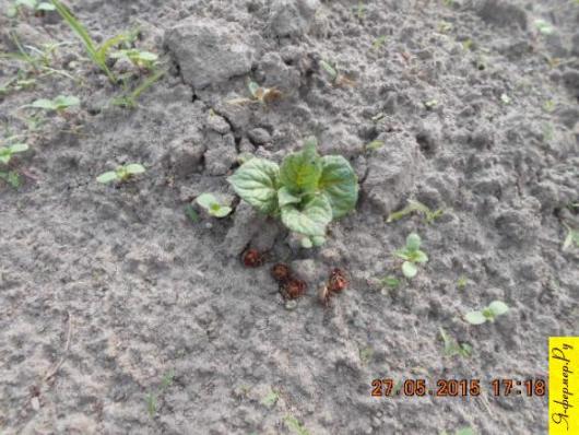 Колорадские жуки погибли после обработки семенного картофеля «Табу» и «Престижем».