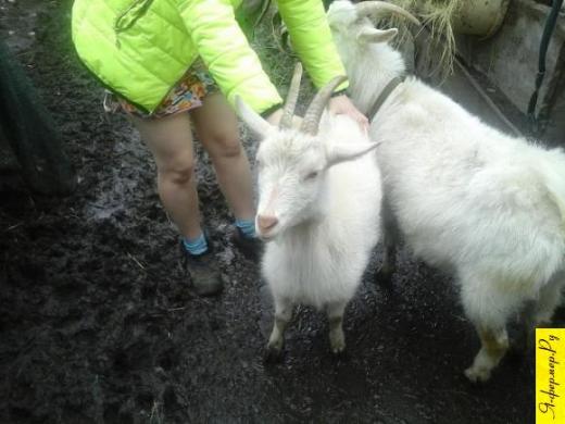 порода коз по фото