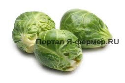 Капуста.