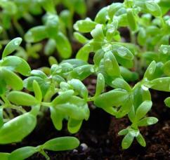 Кресс-салат