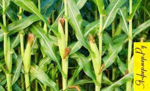 Выращивание кукурузы