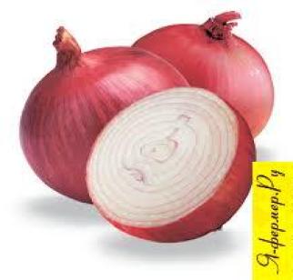 Лук репчатый
