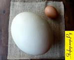 Сравнение куриного яйца и яйца страуса
