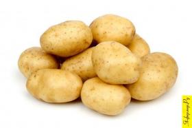 Картофель выращивание