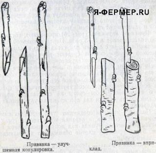 Способы прививки, простая копулировка