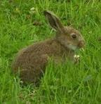Кролиководство – самая доходная из всех отраслей животноводства