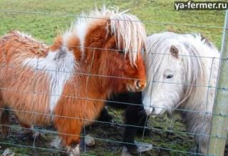 Шетлендские пони и клеппера