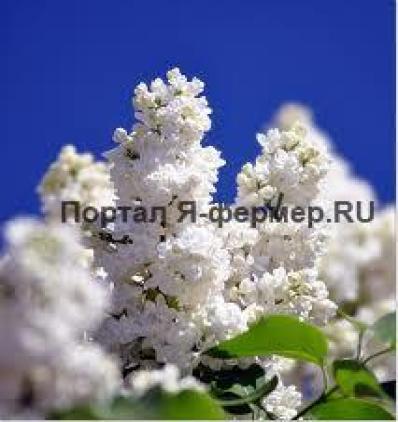 Фото сирени.
