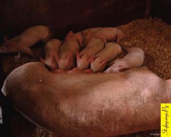 Как получить большую прибыль от выращивания свиней