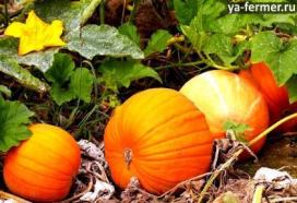 Условия выращивания тыквы, полезные свойства тыквы