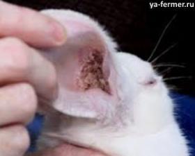 Отодектоз у кроликов или ушная чесотка.