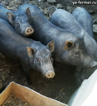 Можно ли кормить вьетнамских вислобрюхих свиней обычной кормосмесью для свиней и картошкой?