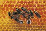 пчеловодство, пчёлы, разведение пчёл