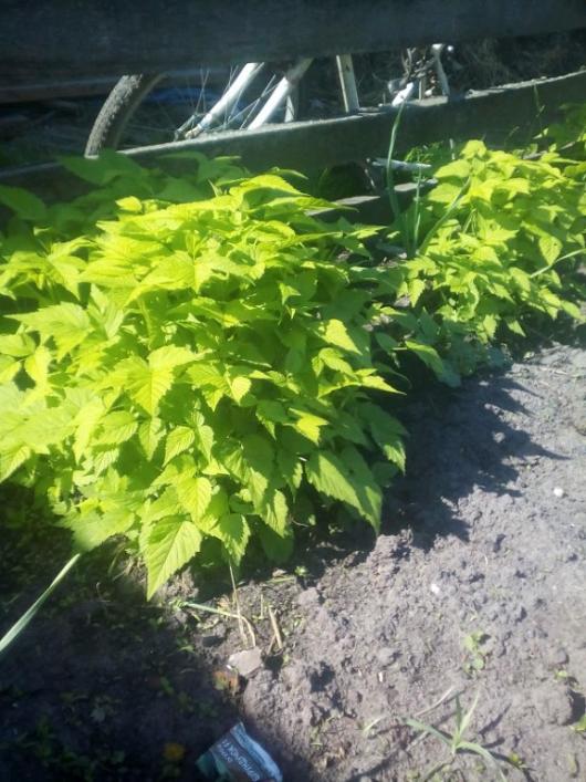 На фото - ремонтантная малина. 