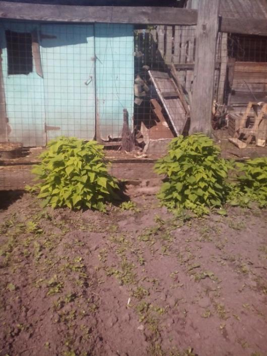 Не густо кустится ремонтантная малина?