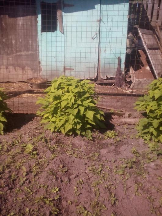 Кустится ремонтантная малина