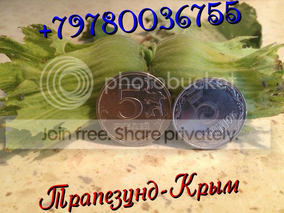 трапезунд