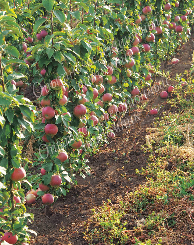 Почему никому не нужно 100 тонн яблок с 1 гектара по 50 копеек за кг?