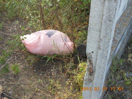 Об опасном пути инфицирования крупных свиноводческих хозяйств вирусом АЧС