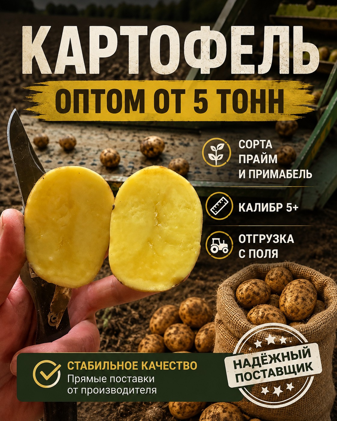 Картофель оптом - сорта прайм и примабель