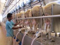 Развитие молочного овцеводства в Израиле
