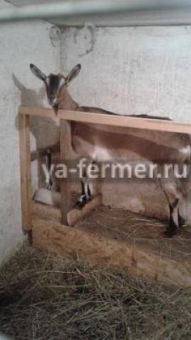 Продаем стадо коз