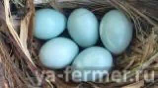 В Муслюмовском районе курочки несут голубые и зеленые яйца