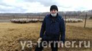 Предприниматель из Тюлячинского района при поддержке Минсельхозпрода РТ открыл овечью ферму