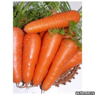 Семена моркови Абако F1 фр.2,0 и выше