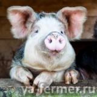 Ароматизаторы кормовые