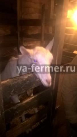 Козы и козлики на мясо или в хозяйство 8 голов