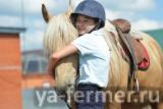На приобретение и содержание лошадей породы Татарская можно получить субсидии