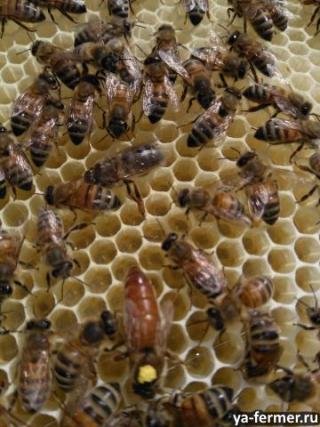 Пчеломатки, пчелопакеты, пчелосемьи Carnica F1 и Buckfast F1