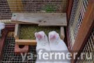Комбикорм для кроликов с травяной мукой, мешок 30кг