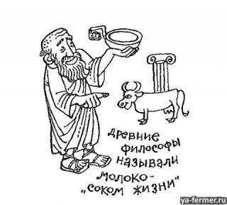 Древние философы называли молоко соком жизни.