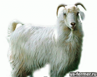 Оренбургская пуховая коза