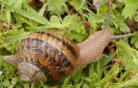 Улитка на огороде фото