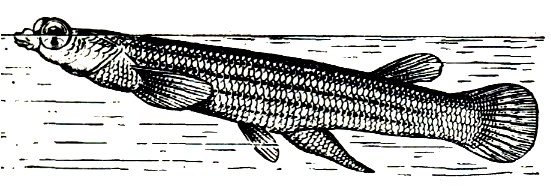 Рыба четырехглазка, а латинское название — Anableps fetraphthelmus