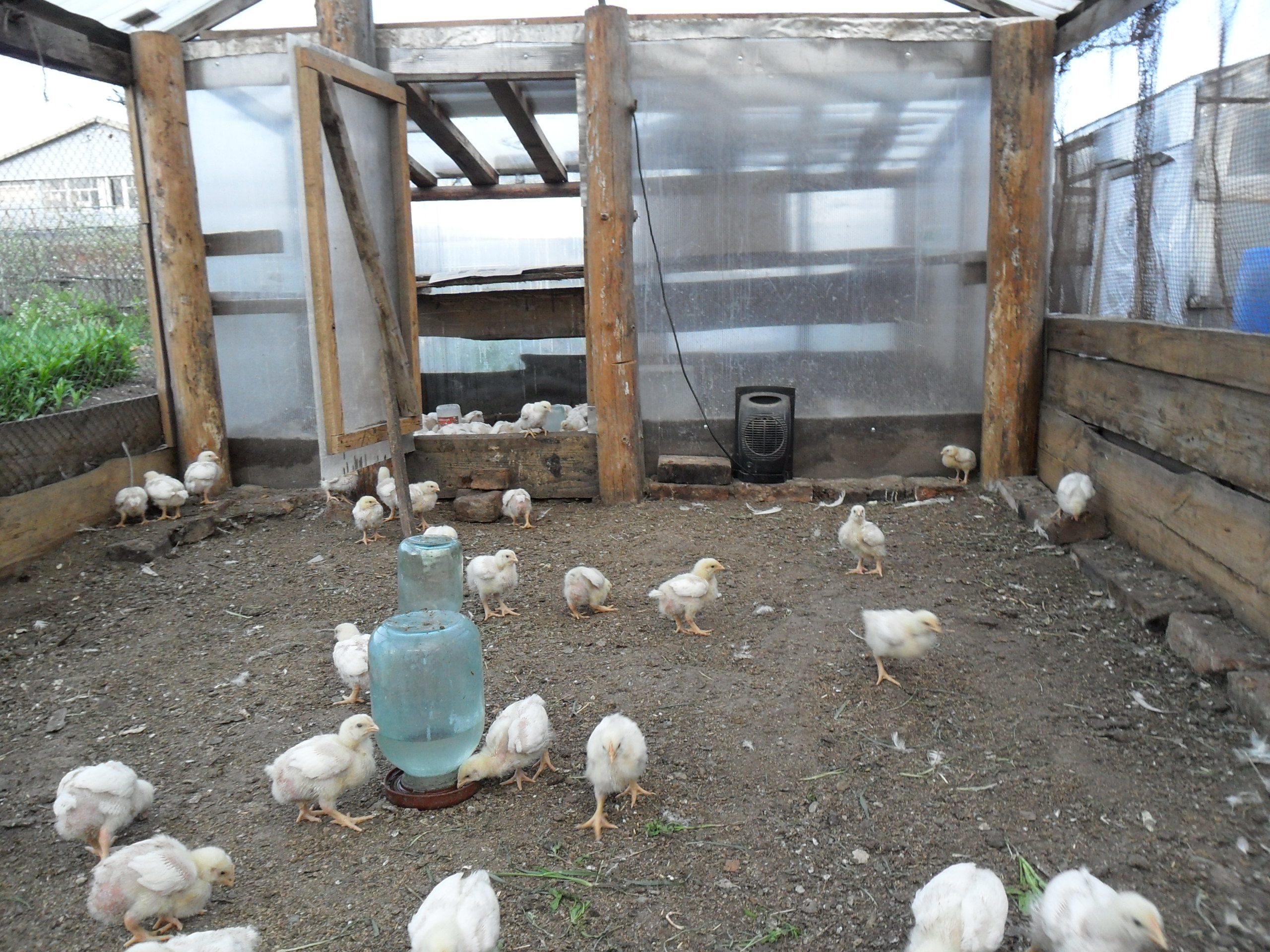 Выращивание цыплят в домашних условиях для начинающих. Помещение для цыплят. Курятник для цыплят бройлеров. Помещение для бройлеров. Загон для индюков.