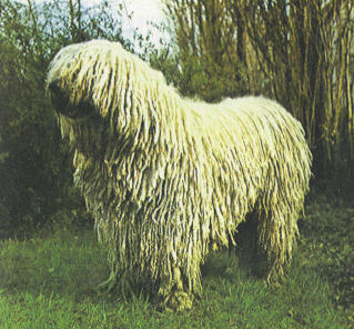 komondor.jpg