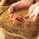 Семена яровых культур: пшеница, ячмень, овёс, кукуруза F1