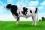 Коровы/телки - искусственное осеменение и борьба с яловостью