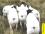 Порода овец Дорпер: описание, фото, опыт разведения